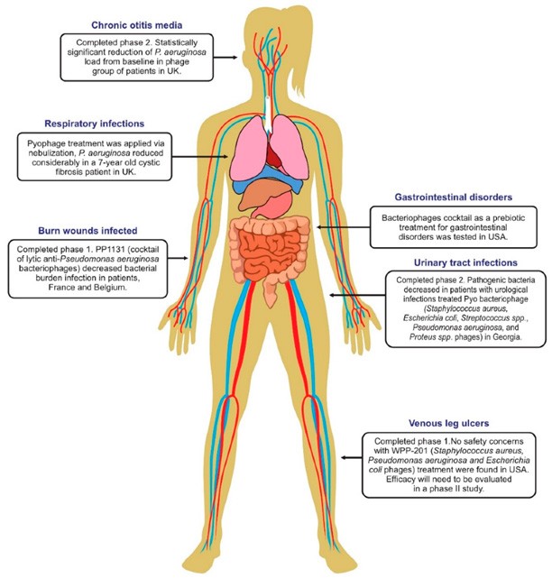 Bacteriophages – A Promising Approach to Tackle Antibacterial ...